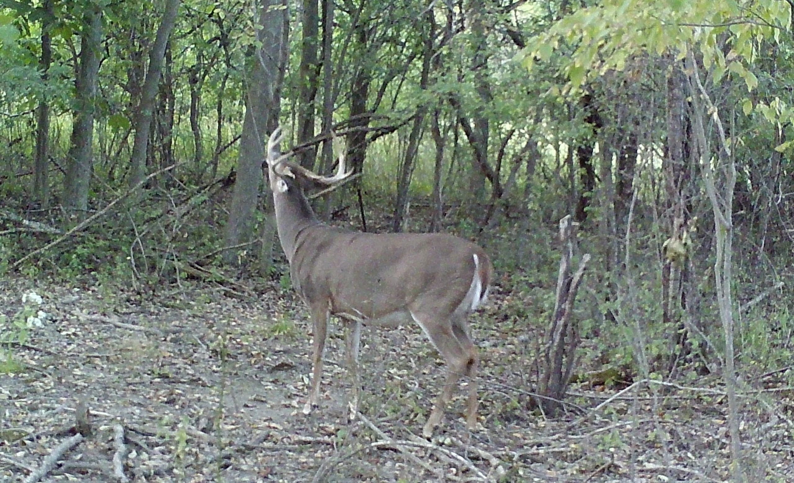 The Lull: Quiet Prelude To The Rut  Deer Rut Nys