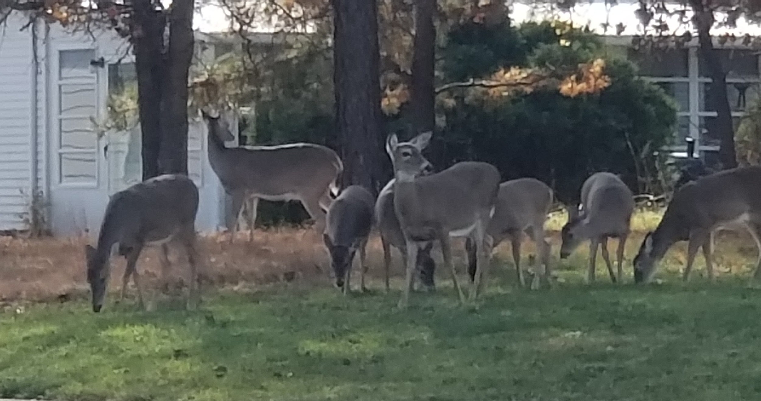 Too Many F***Ing Deer In Nj  Rut In Nj