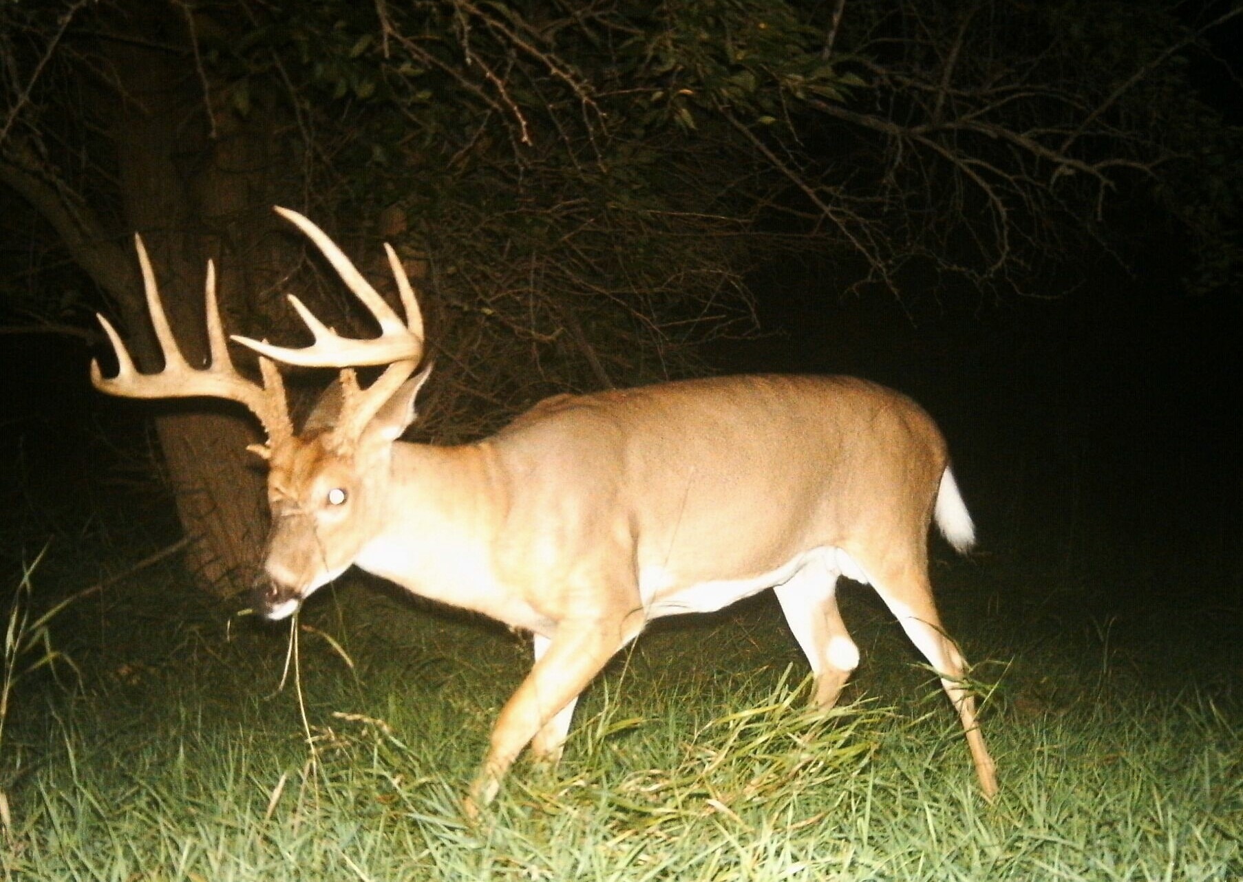 Traditional Whitetail Rut Timing | Whitetail Habitat Solutions  2020 Rut Forcast For Wisconsin