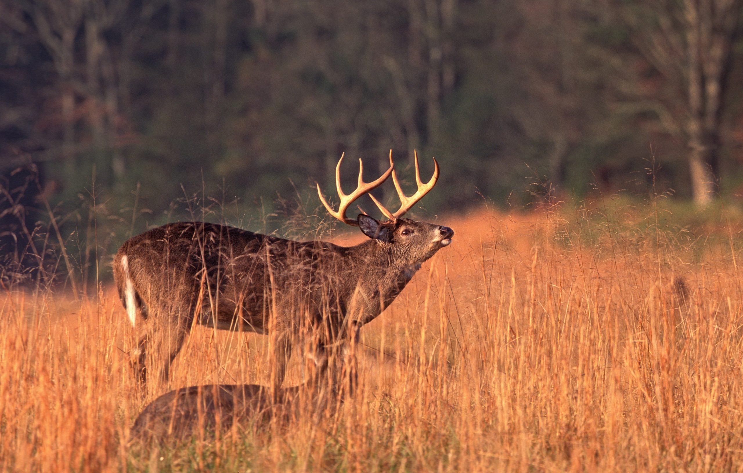 Understanding And Keying In On Lockdown Bucks During The Rut  Nys Rut 2021