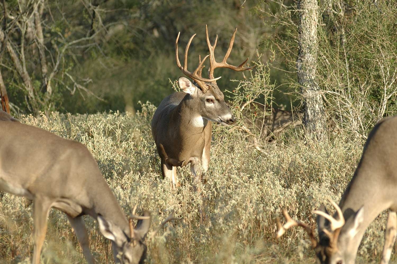 What Deer Hunters Should Know About The 2019 Qdma Report  Whitetail Rut In Pa