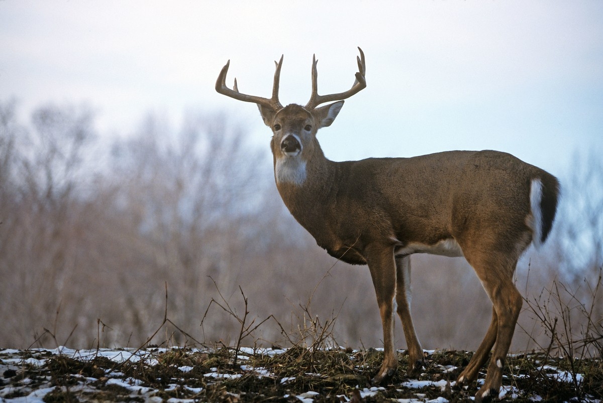 What Time Of Day Should I Bowhunt Whitetails?  When Is The Deer Rut In Ny