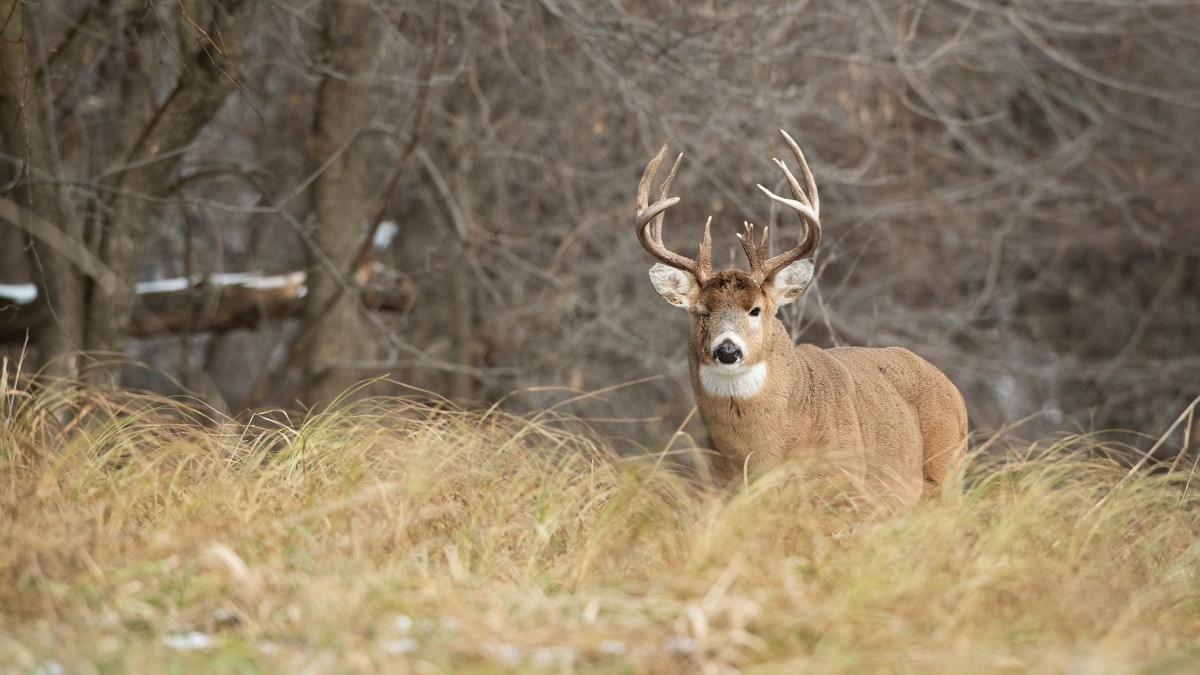 What You Need To Know About The 2020 Rutting Moon  2021 Deer Rut Report Missouri