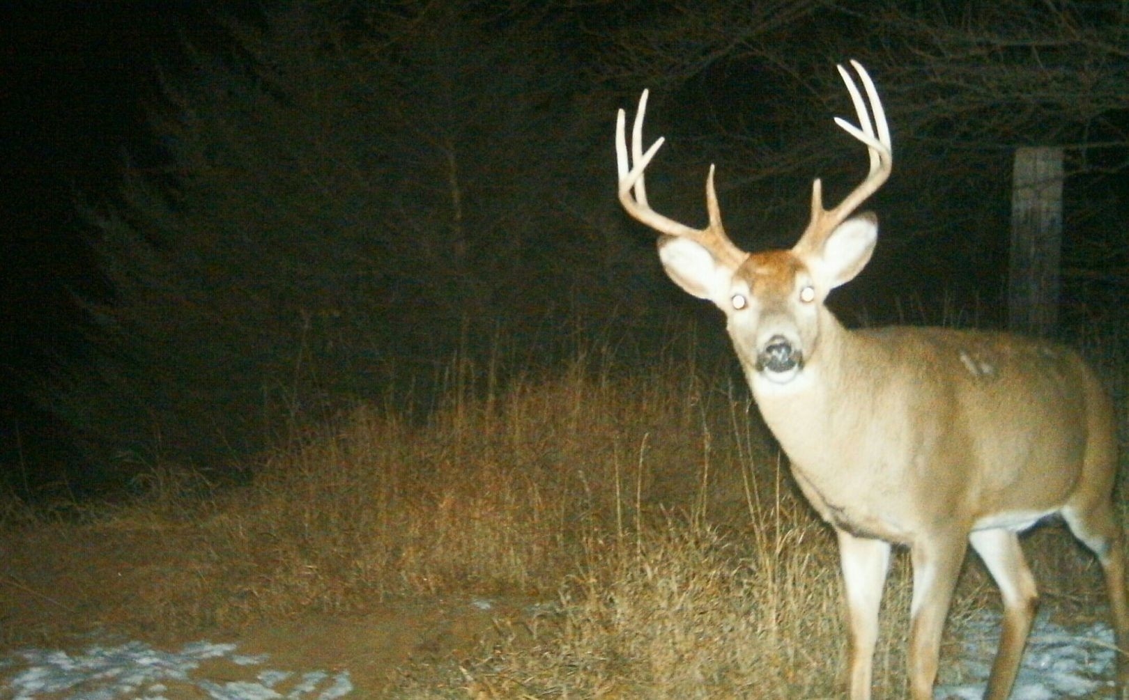 When To Hunt The Whitetail Rut | Whitetail Habitat Solutions  Rut Days In Ny