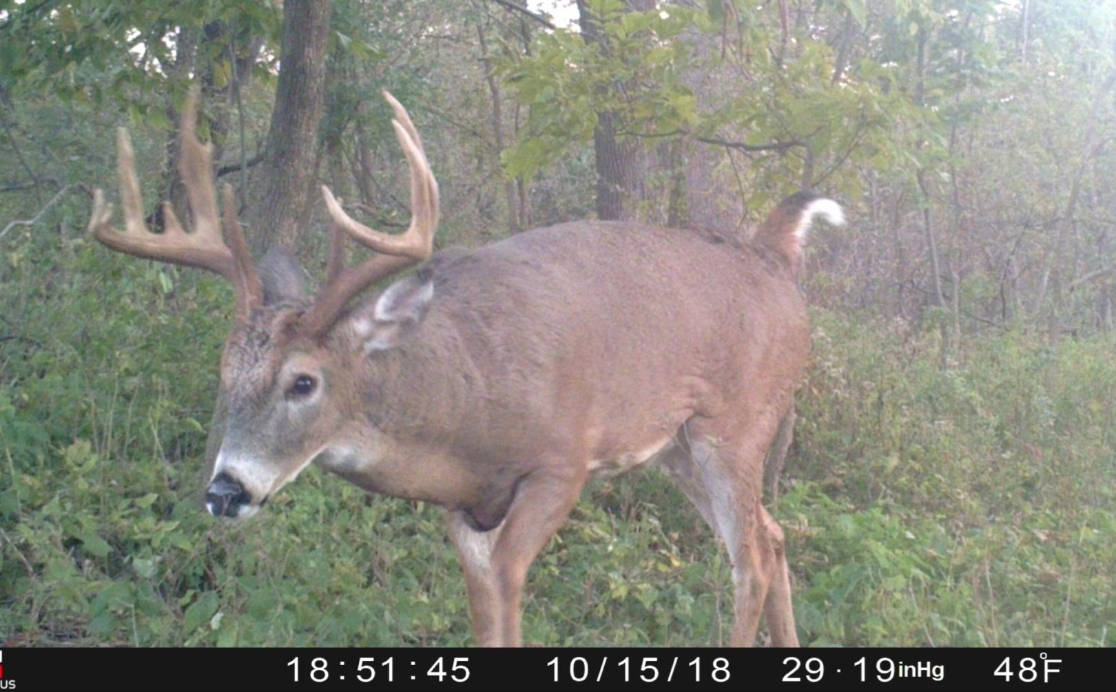 When Will The Whitetail Rut Begin | Whitetail Habitat Solutions  Kansas Deer Rut Dates