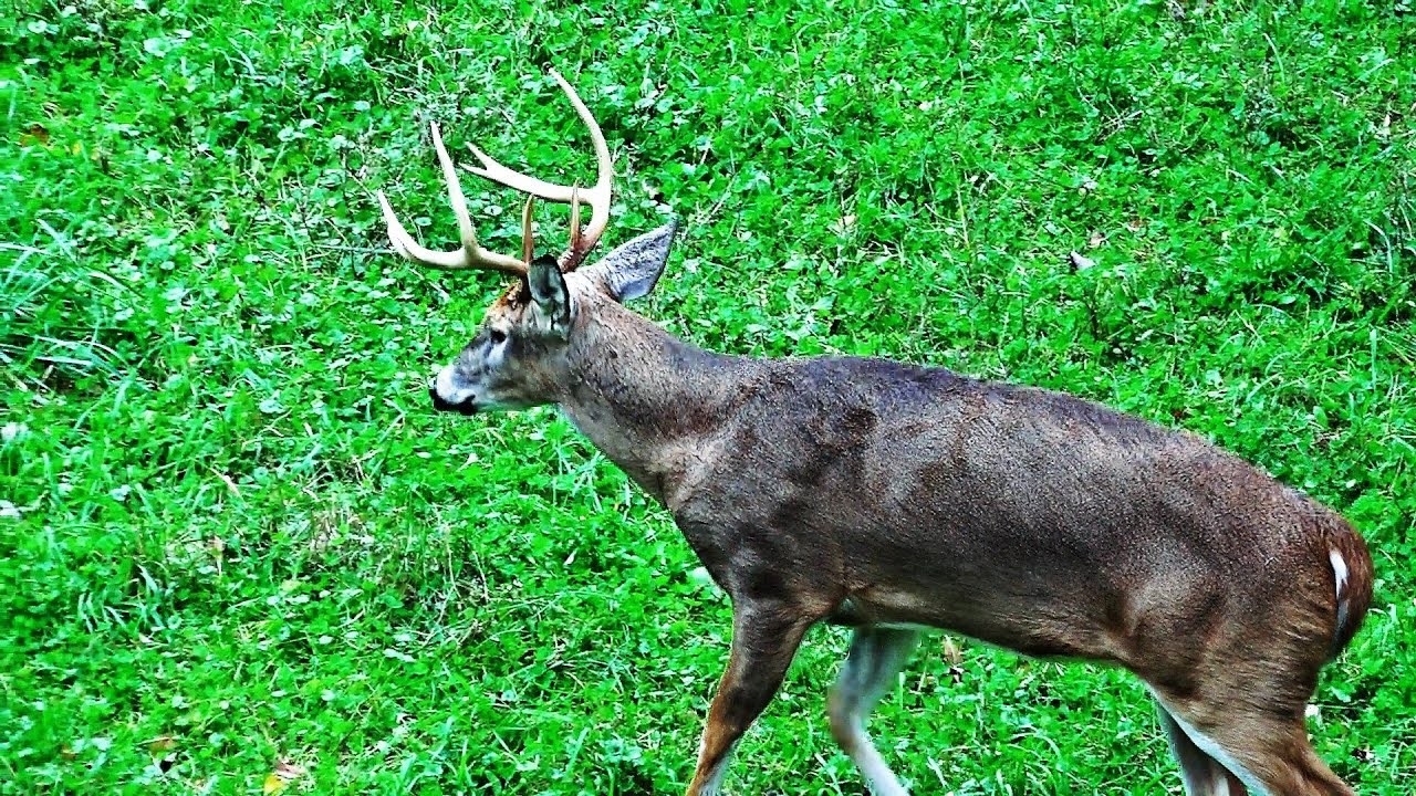 Whitetail Buck Hunting The Rut 2018 Pa Bowhunting Archery Deer Season -  John&#039;S Rut Report  When Is The Deer Rut In Pa This Year