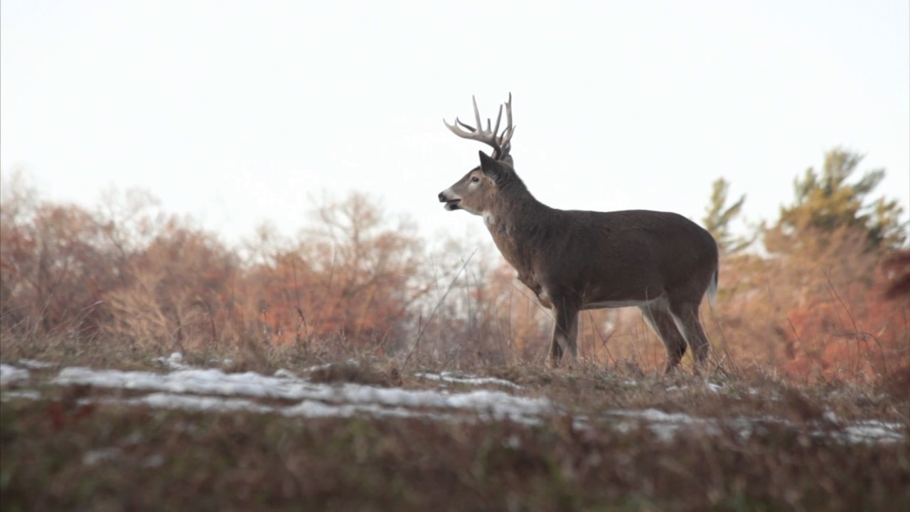 Whitetail Rut: Three Things You Need To Know  Deer Rut Nys