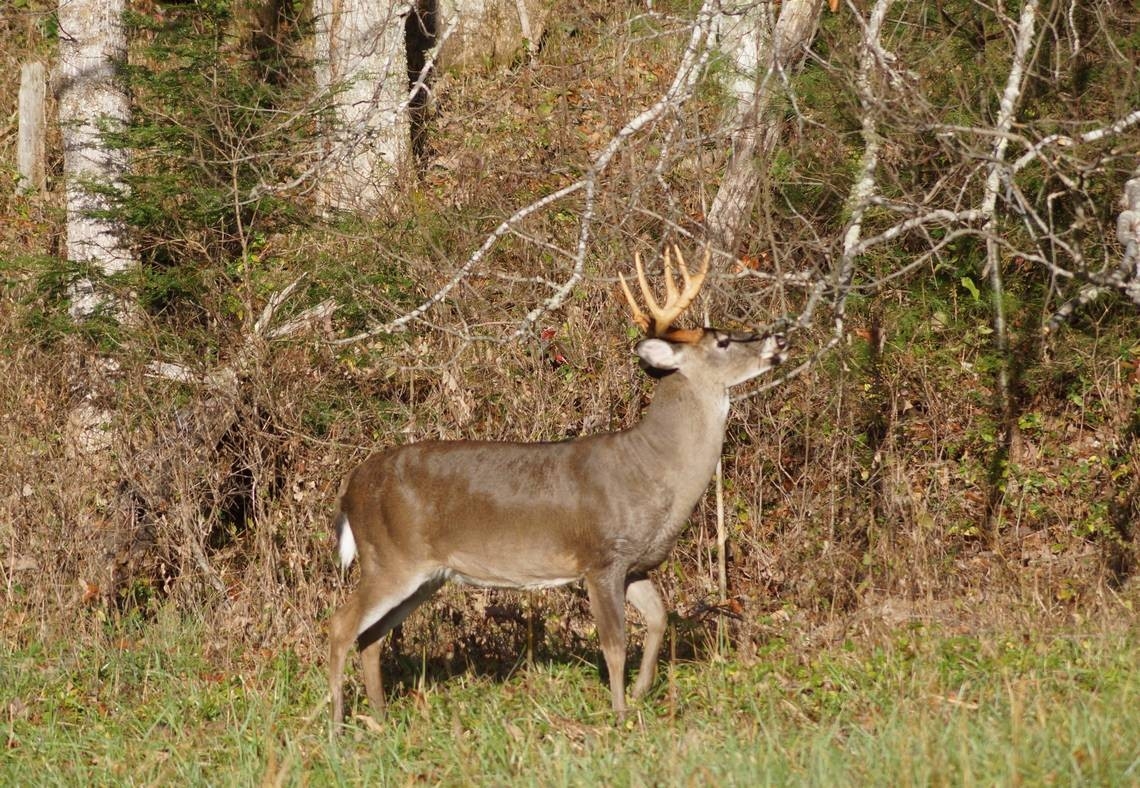 Why Knowing The Science Behind The Rut Can Help Bowhunters  Whitetail Deer Rut In Pa