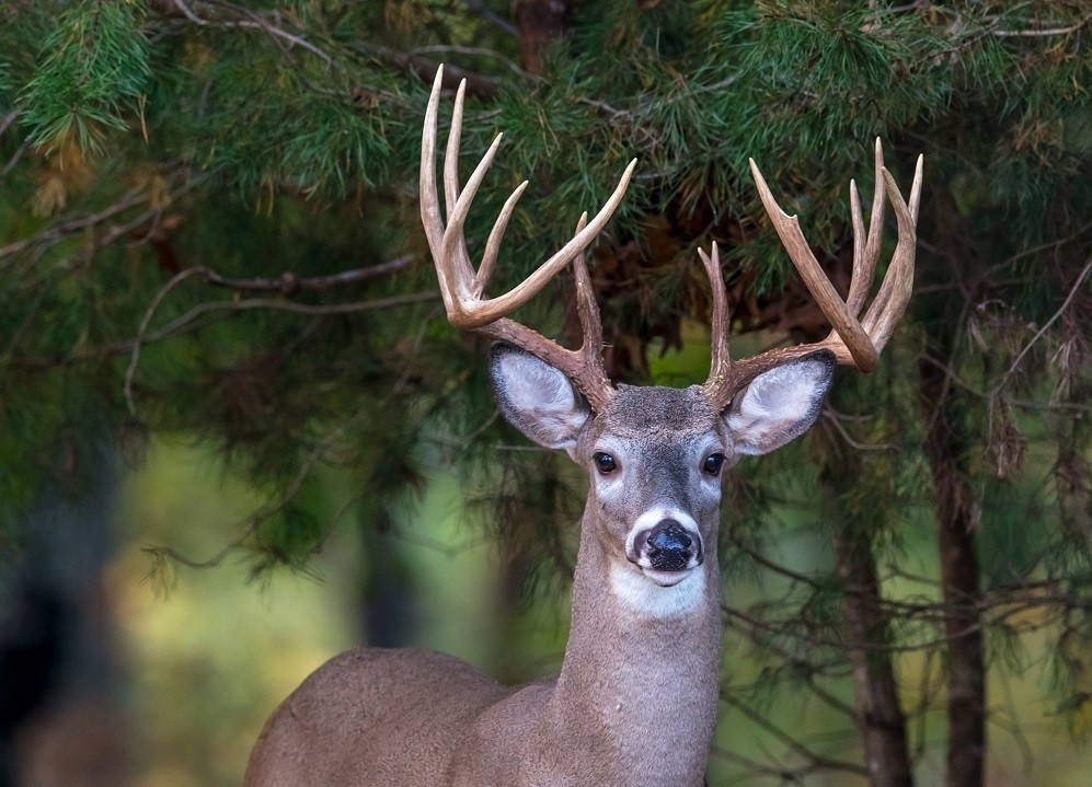 2021 Deer And Deer Hunting Rut Calendar For Michigan  2021 Whitetail Rut Prediction Maryland