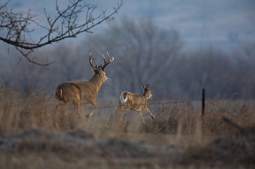 2021 Whitetail Deer Rut Predictions | Calendar Printables  2021 Illinois Whitetail Season Outlook