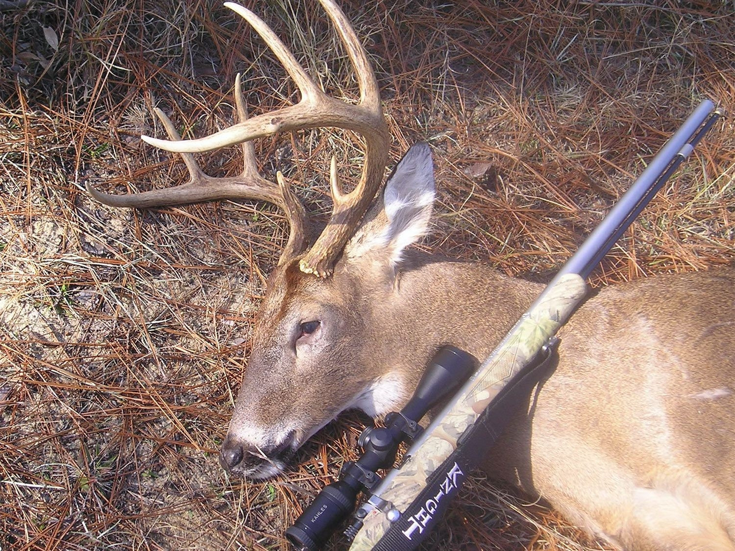 2021 Whitetail Deer Rut Predictions In Ct | Calendar  2021 Deer And Deer Hunting Rut Calendar