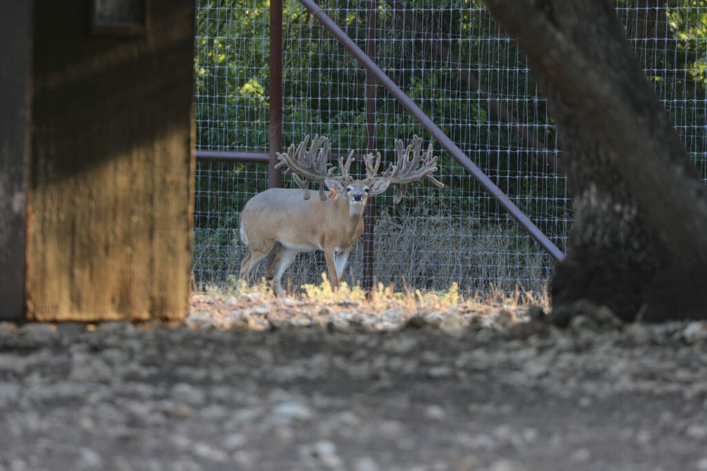 Cold Creek Ranch Texas: Whitetail Deer, Elk, Buffalo  2021 Texas Whitetail Outlook