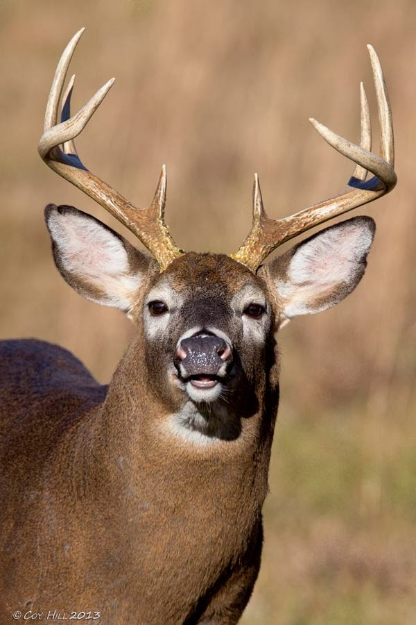Country Captures: Lip Curling Whitetails  When Will The Rut Be In Pa This Year