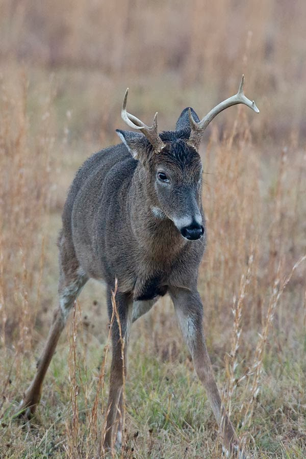 Country Captures: Running &amp; Rutting  Timing For Whitetail Deer Rut In Penna