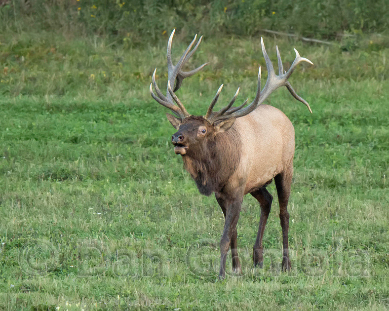 Dan Gomola Wildlife Photography | Sights And Sounds Of The  When Will The Rut Be In Pa This Year
