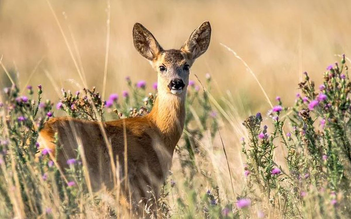 Deer Hunting Calendar 2021 | Calendar Printables Free Blank  Nys Rut Prediction