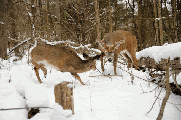 Do Doe Fawns Get Bred?  Nys Rut Prediction