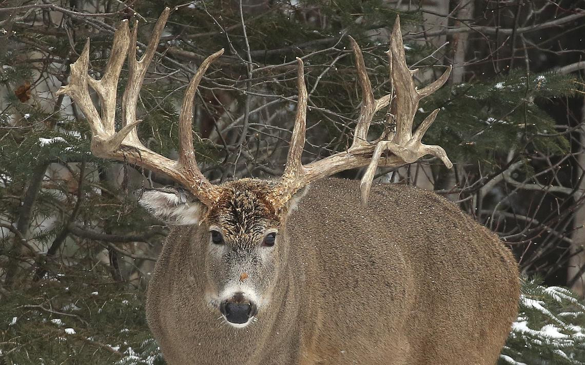 Down On The Deer Farm, Chronic Wasting Disease Is Critical  Wisconsin Deer Rut 2021