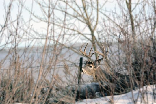 Late-Date Deer | Successful Hunter  Indiana Deer Rut Start Date