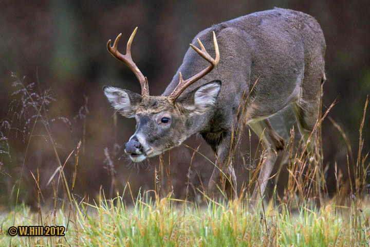 Pennsylvania Wildlife Photographer: Autumn Colors And  Pa Whitetail Deer Rut
