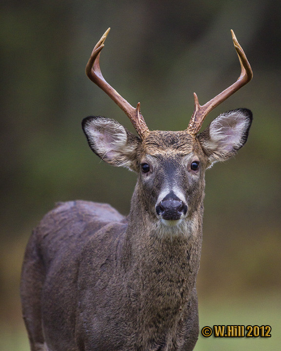Pennsylvania Wildlife Photographer: Autumn Colors And  When Will The Rut Be In Pa This Year