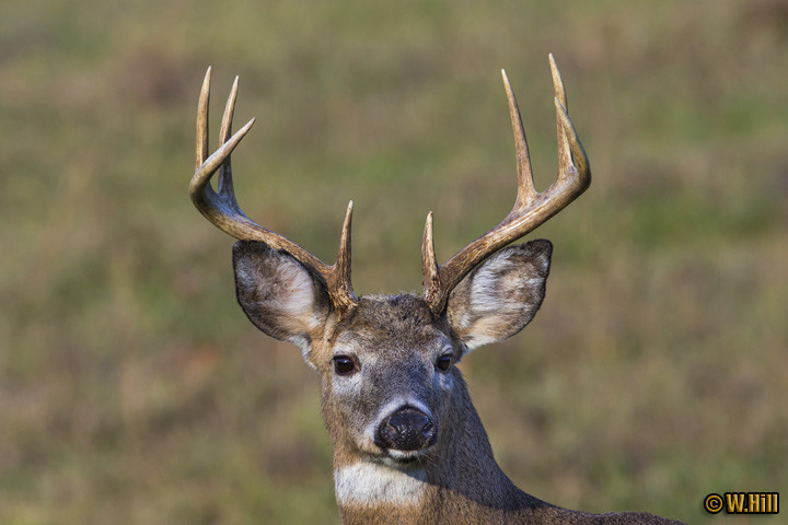 Pennsylvania Wildlife Photographer: Images From The  When Will The Rut Be In Pa This Year