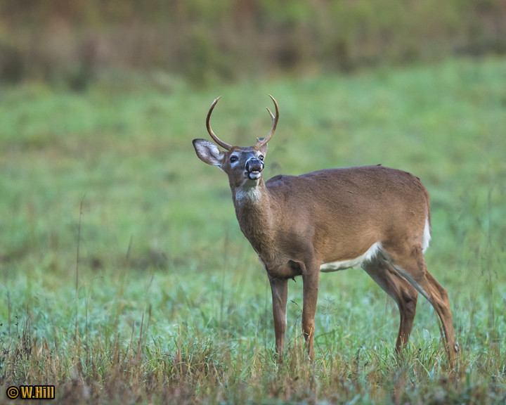 Pennsylvania Wildlife Photographer: Whitetail Pre-Rut  Pa Deer Rut