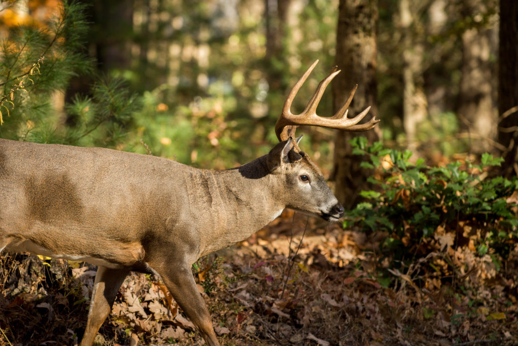 Southern Whitetail Deer Rut - Fin And Field Blog  Www.gadeerrut