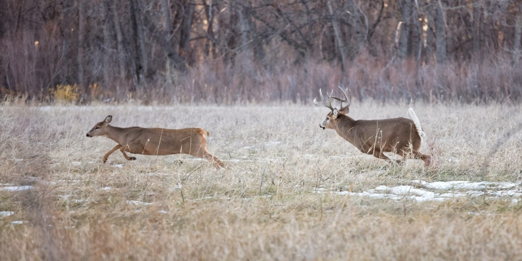 When Is 2021 Whitetail Rut Predicted | Calendar Template  Pa Whitetail Deer Rut