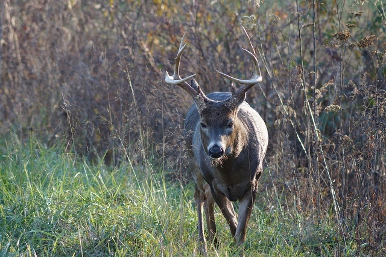 When Will The Whitetail Rut Start In Pennsylvania For 2021  Timing For Whitetail Deer Rut In Penna