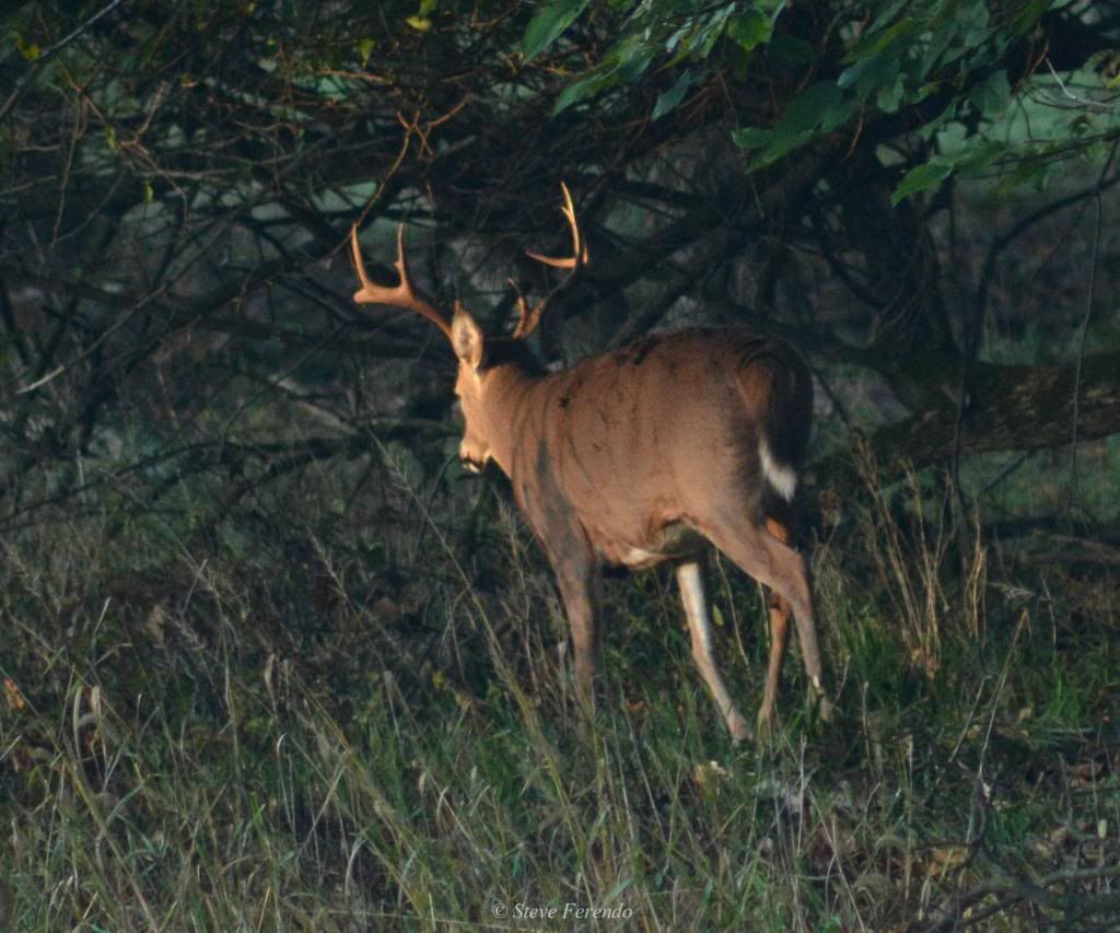 Whitetail Deer Rut In Md | Calendar Printables Free Blank  Pa Deer Rut