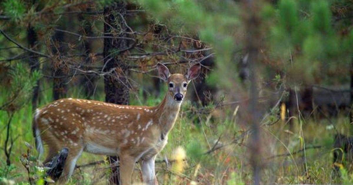 Whitetail Facts: 16 Things To Know About Fawns | Fawn  The Lunar Rut Theory