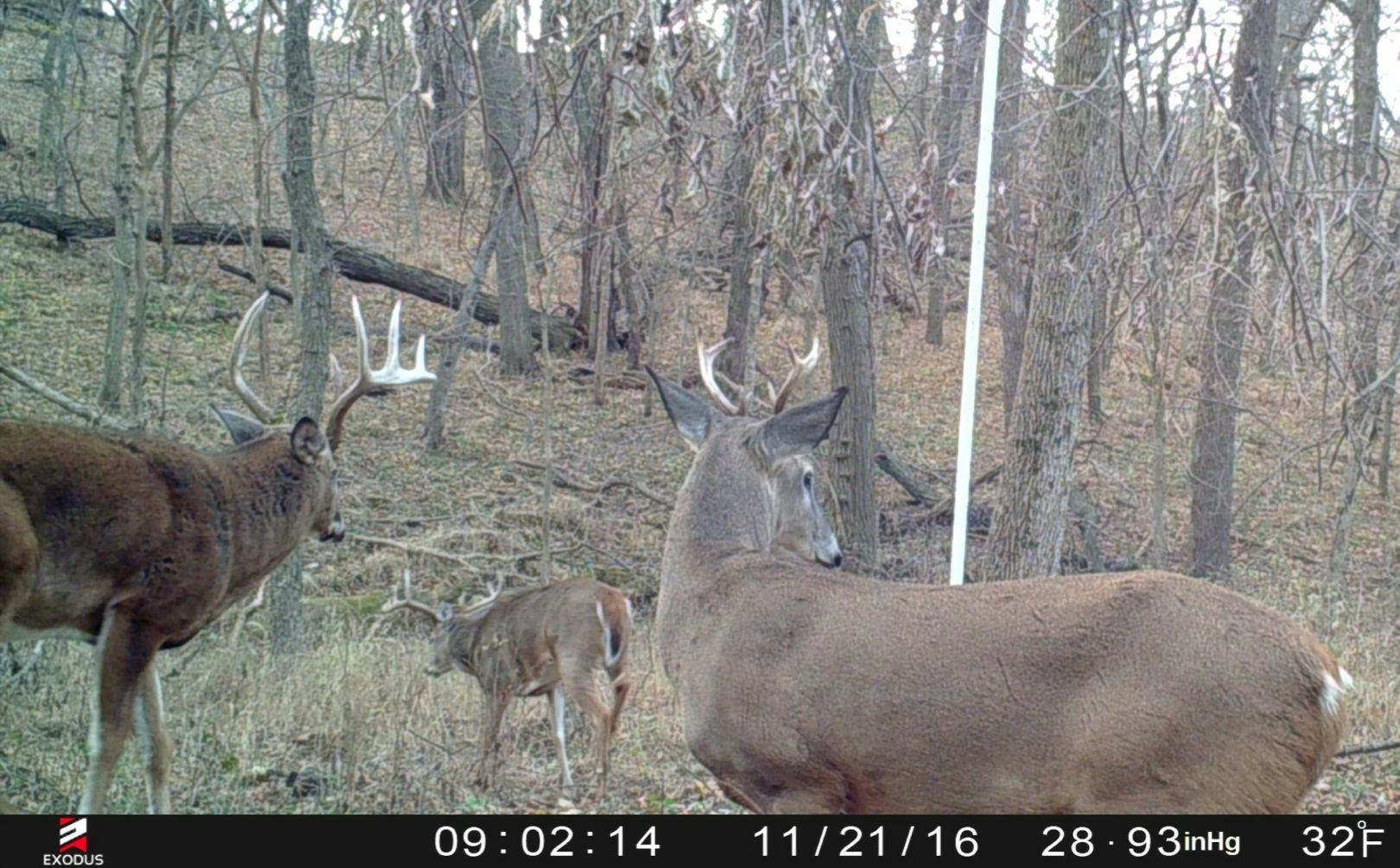 2017 Post Rut Forecast Alert - Don&#039;T Miss Out! | Whitetail  Peak Rut Hunting Dates.for.2021