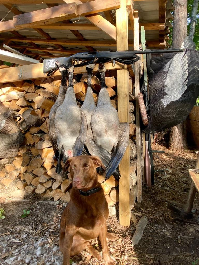 2020-2021 Season Picture Thread : Minnesota Duck Hunting  Pa Reut Season 2021