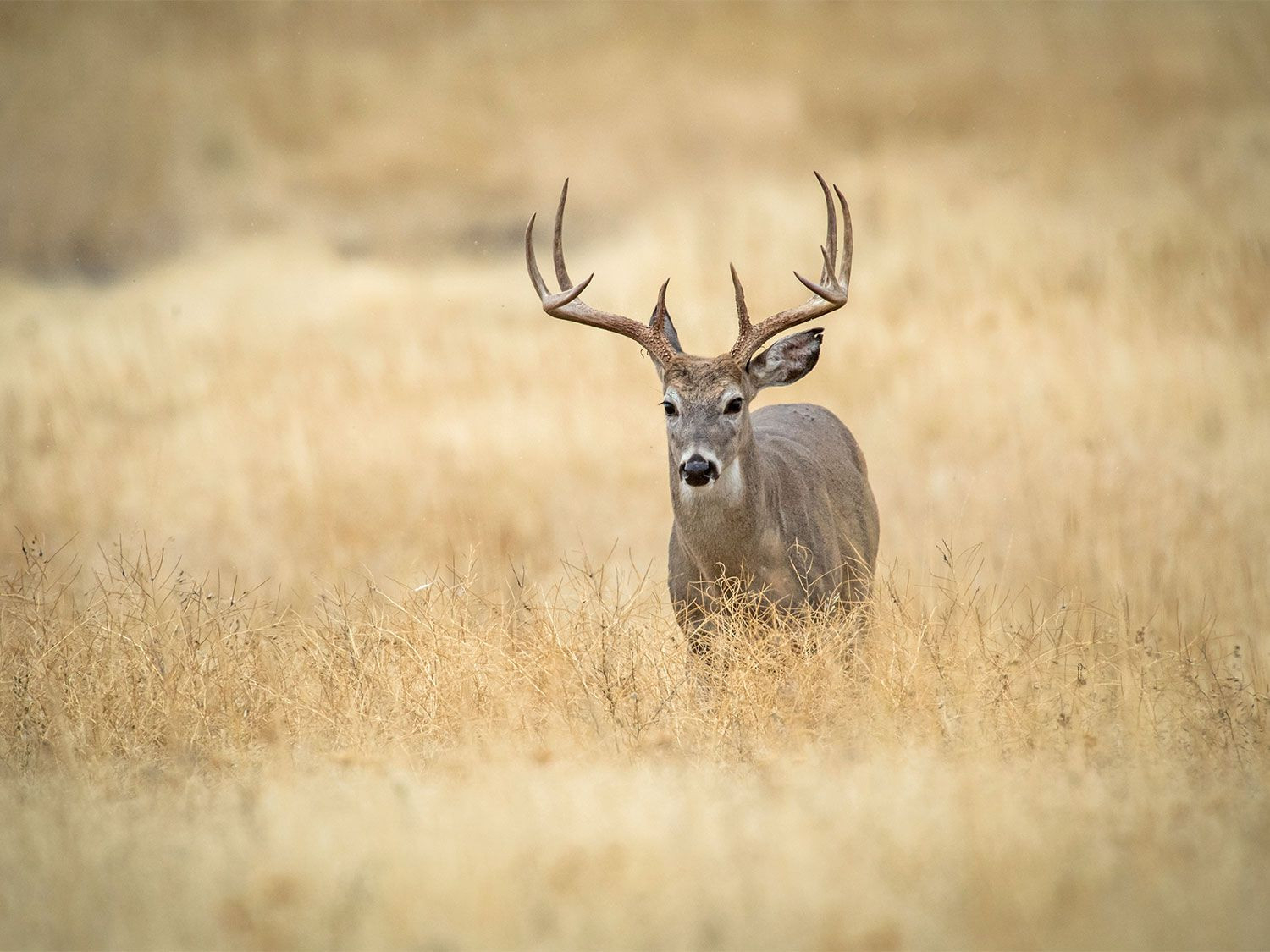 2021 Whitetail Deer Rut | Calendar Printables Free Blank  2021 Rut For Ny Whitetail