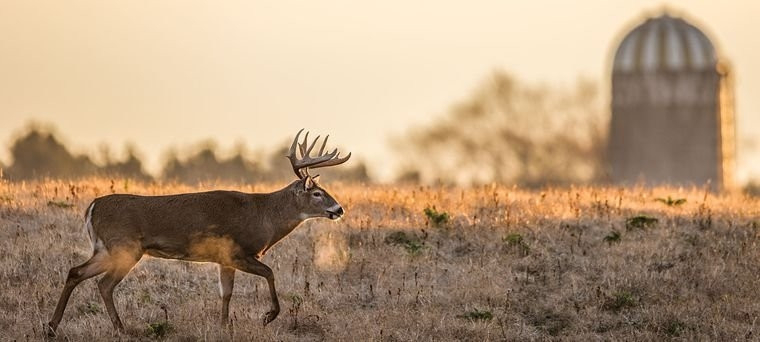 50 Expert Tips For Hunting The Whitetail Rut | Field  Iowa Deer Rut 2021