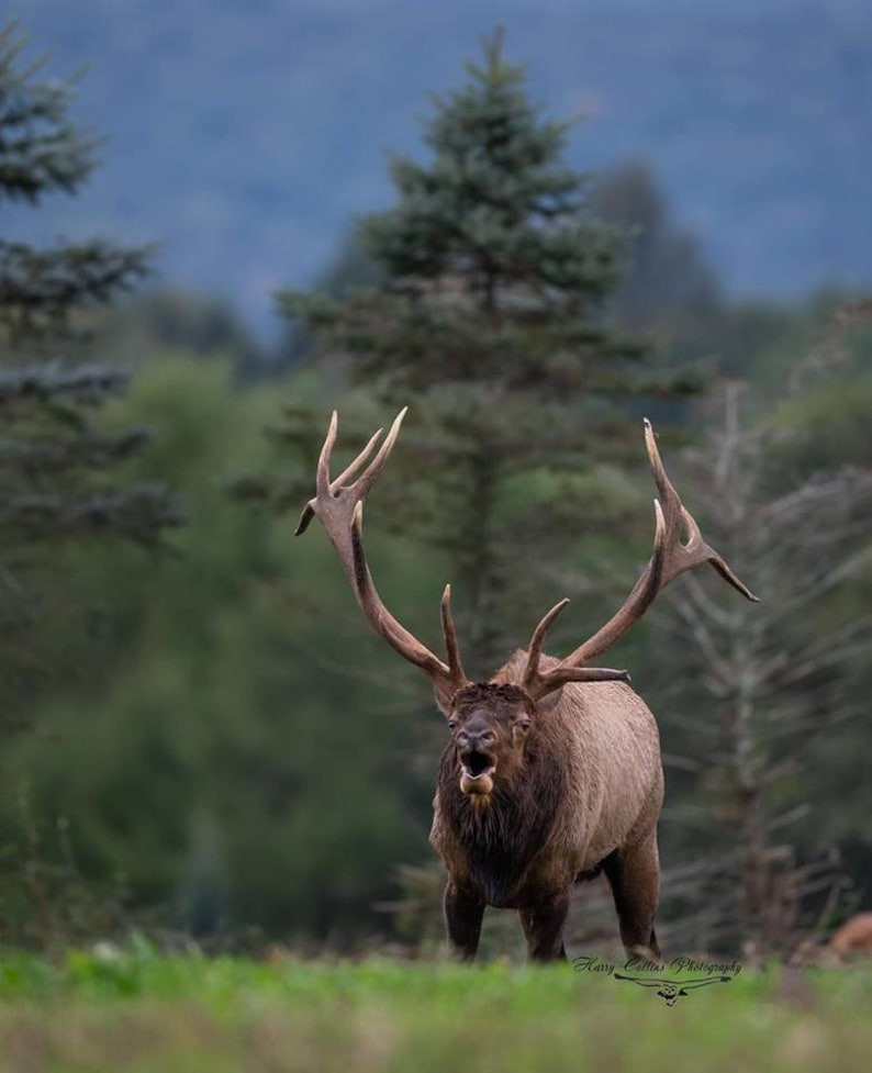 Bull Elk In Pennsylvania During The Rut | Etsy  Pa Rut