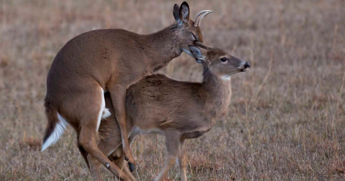 Country Captures: Whitetail Breeding Continues  Pennsylvania Deer Rut