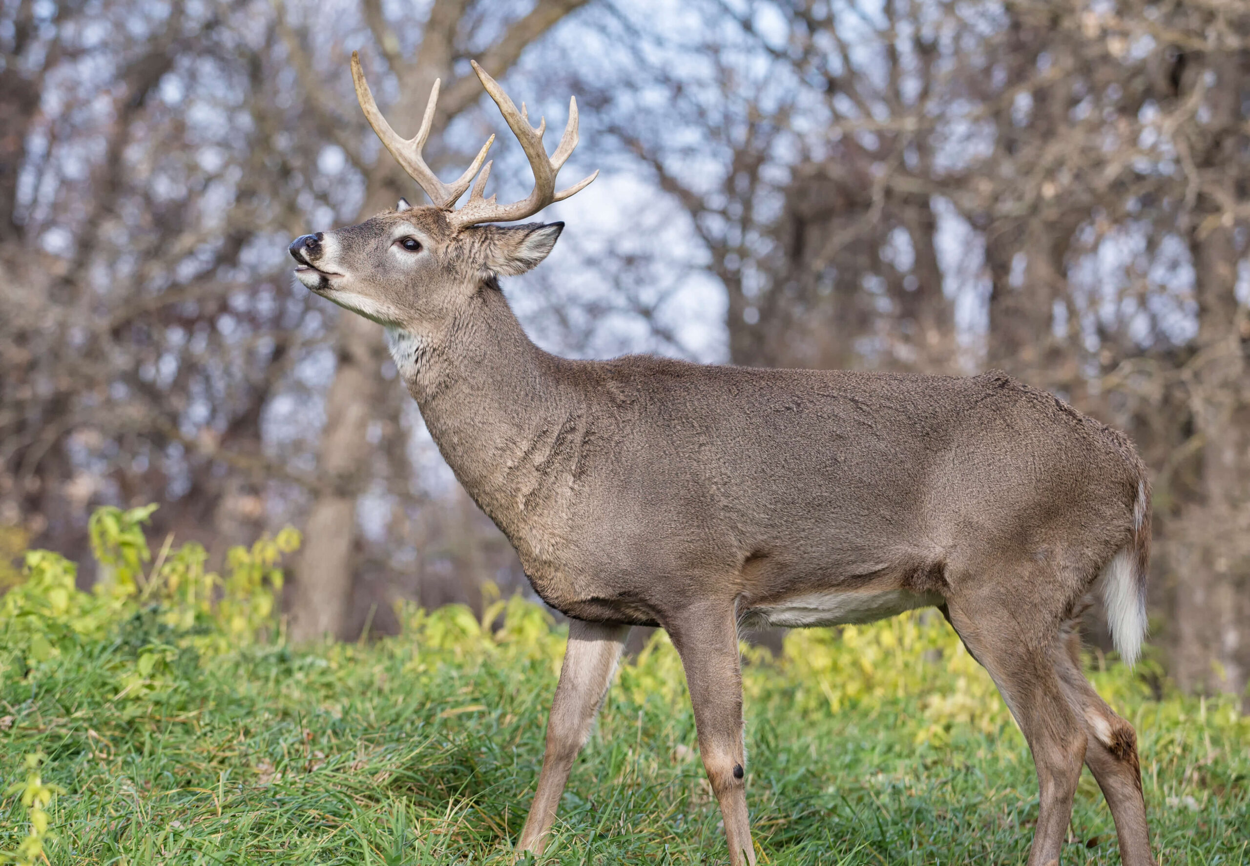 Deadly Rut Stand Strategies  What Are The Peak Times For The Pa Rut Season