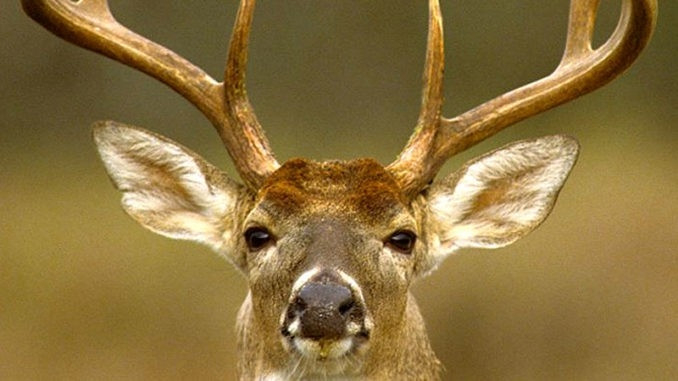 Deer And Deer Hunting Rut Forecast Nys | Calendar Template  Ny Deer Rut