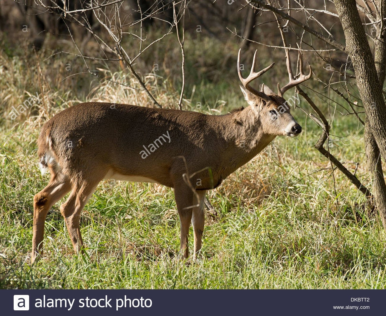 Deer Rut Mn 2021 | Calendar Template Printable  Buck Rut 2021