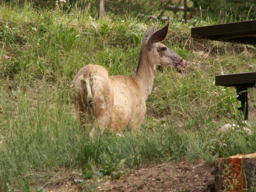 Do Your Homework: Pictures From Camp #217  When Is The Deer Rut In Northern Ny