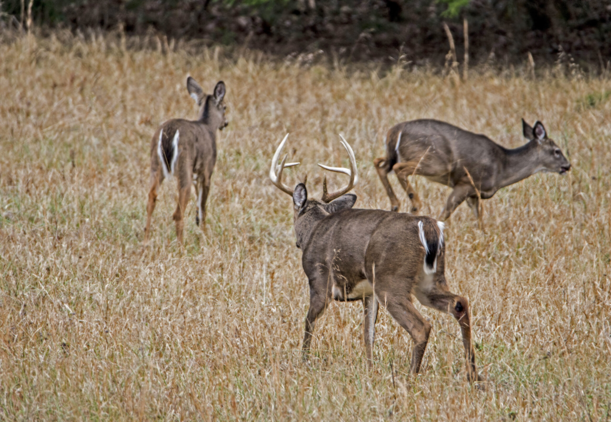 Exclusive: 2018 Peak Rut Forecast  Ny Deer Rut