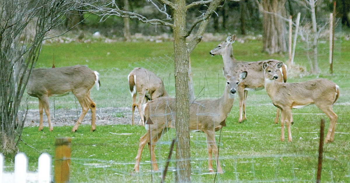 Experts Stress Caution For Drivers During Deer Rut  Iowa Deer Rut 2021