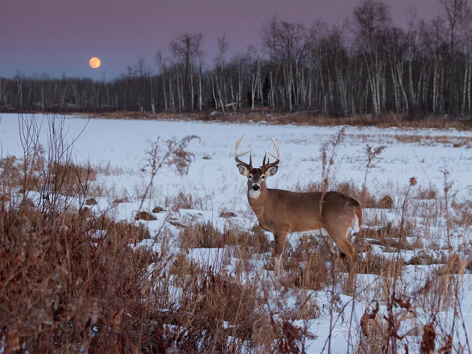 Il Deer Rut 2020 | Calendar Template Printable Monthly Yearly  Peak Rut Hunting Dates.for.2021