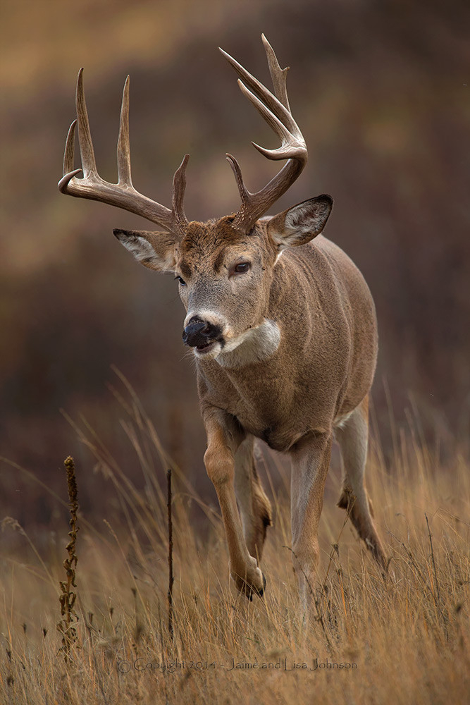 Pennsylvania Deer Rut Template Calendar Design