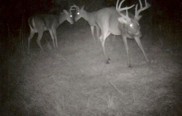 Louisiana Rut Predictions | Calendar Printables Free Blank  When Will The Rutt Start In Ga