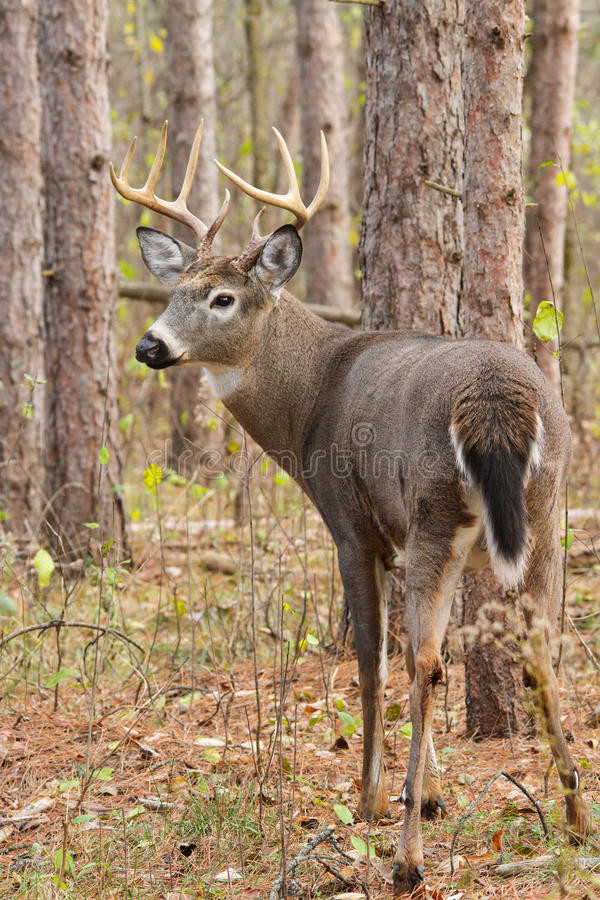 Md Deer Rut 2021 | Calendar Printables Free Blank  Buck Rut 2021