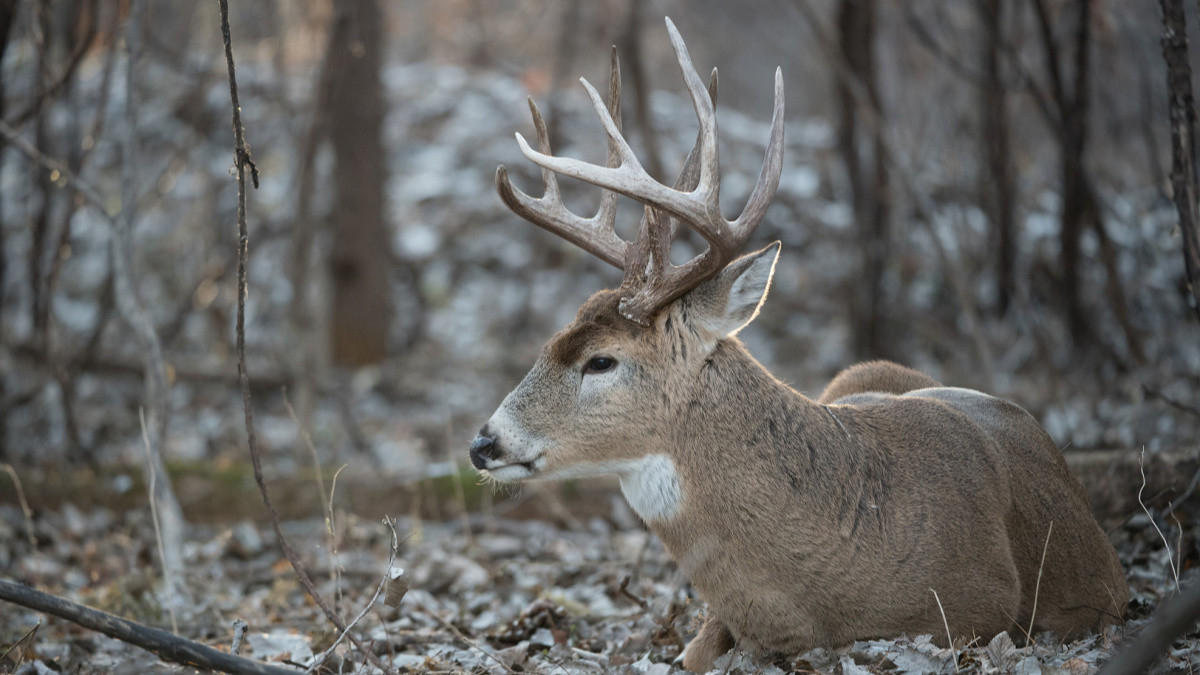 Louisiana Deer Rut Times - Template Calendar Design