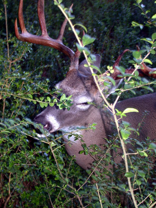 Night Hawk Publications - John&#039;S Journal  When Is The Deer Rut In Northern Ny